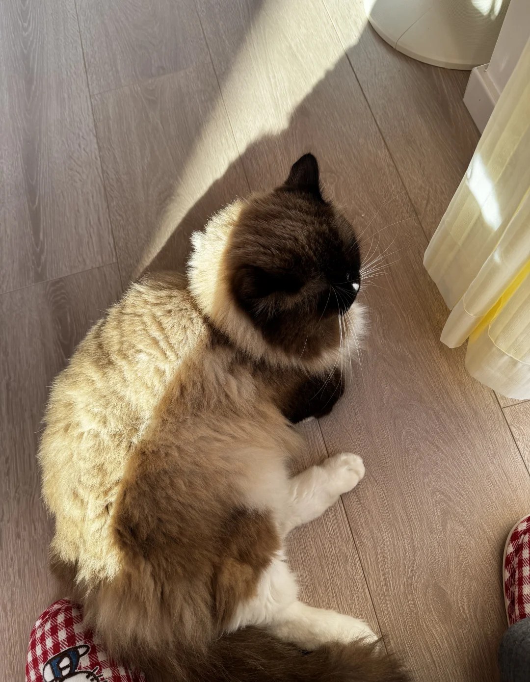 阳光落在木地板上，家里的布偶猫